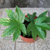 Fatsia japonica